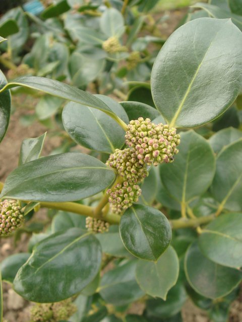 Ilex rotunda fleur P23 (2)